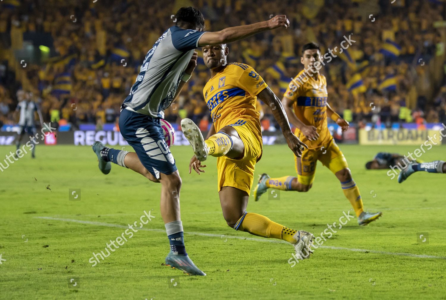 Tigres Samir Da Souza C Vies Editorial Stock Photo - Stock Image