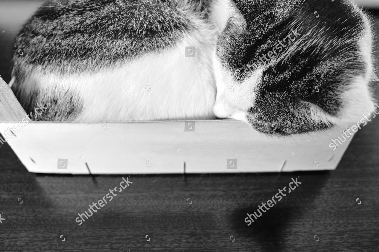 Domestic Cat Sleeps Curled Wooden Crate Editorial Stock Photo Stock Image Shutterstock
