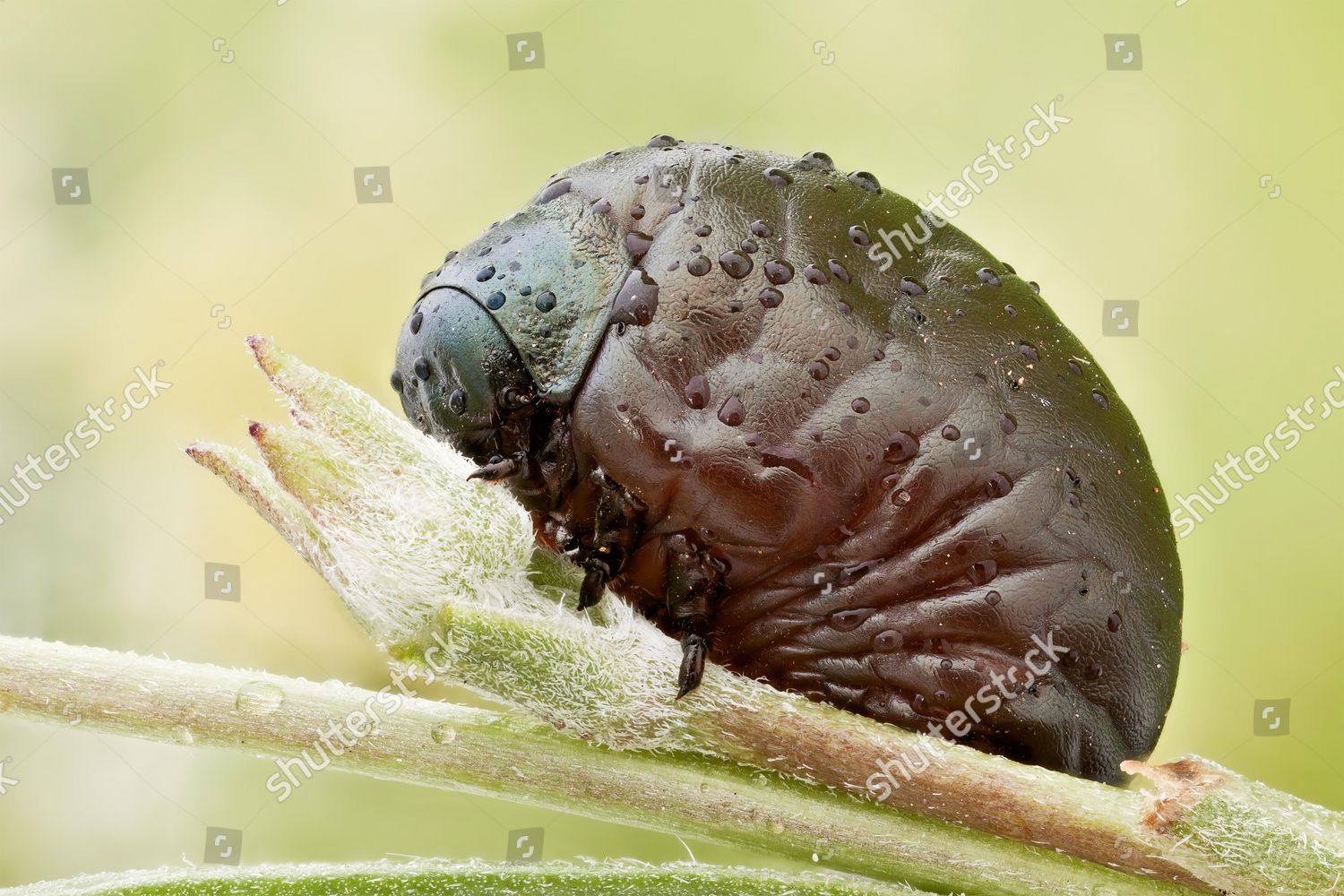 Larva Beetle Family Timarcha Chrysomelidae Family Editorial Stock Photo