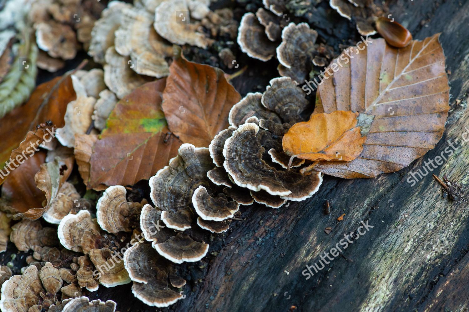 Beautiful Woodlands Burnham Beeches Were Putting Editorial Stock Photo Stock Image Shutterstock