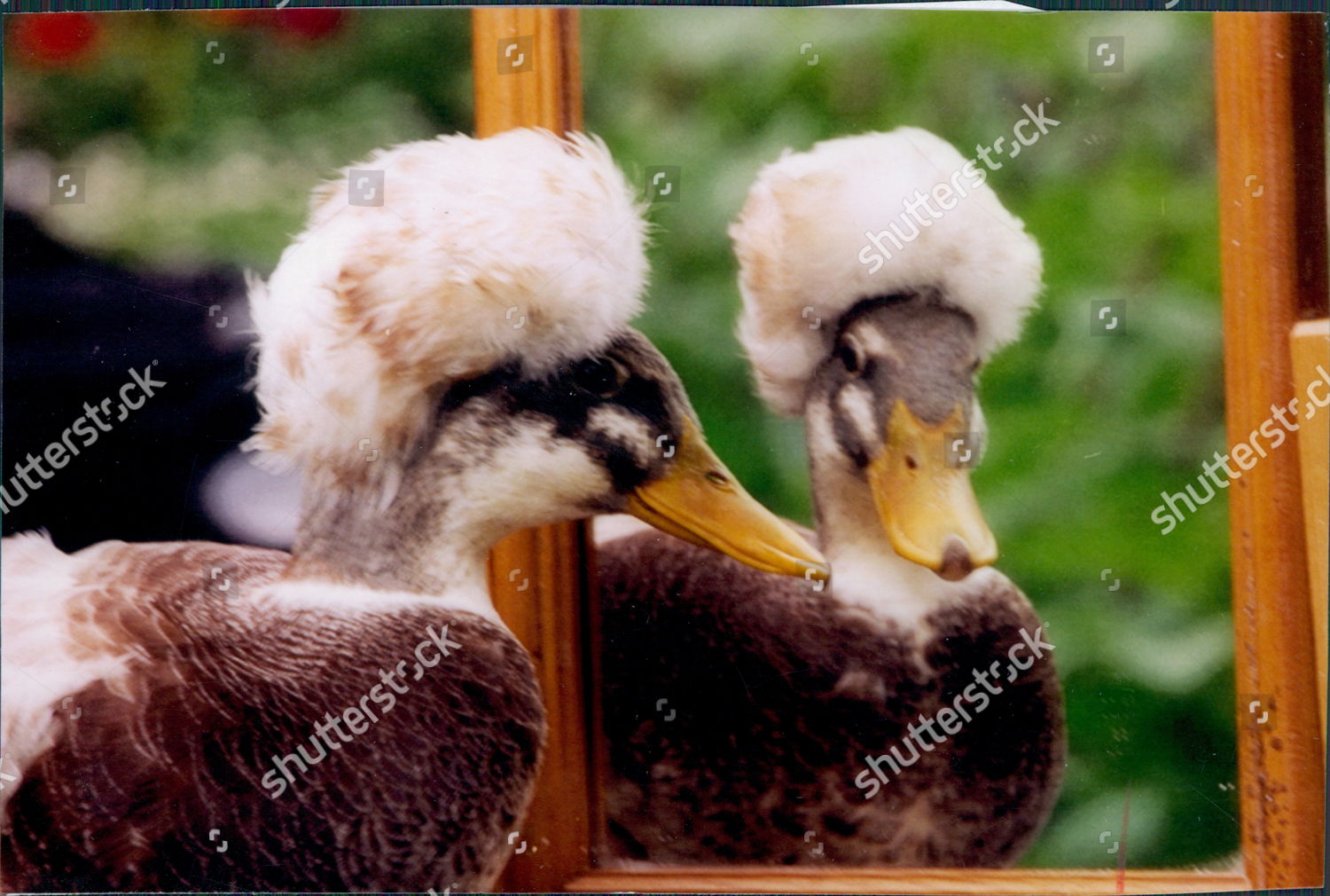 Editorial Who Is Looking Out For These >> Ducks Bred By Malcolm Hicks 16 His Editorial Stock Photo Stock Editorial Who Is Looking Out For These >> Ducks Bred By Malcolm Hicks 16 His Editorial Stock Photo Stock