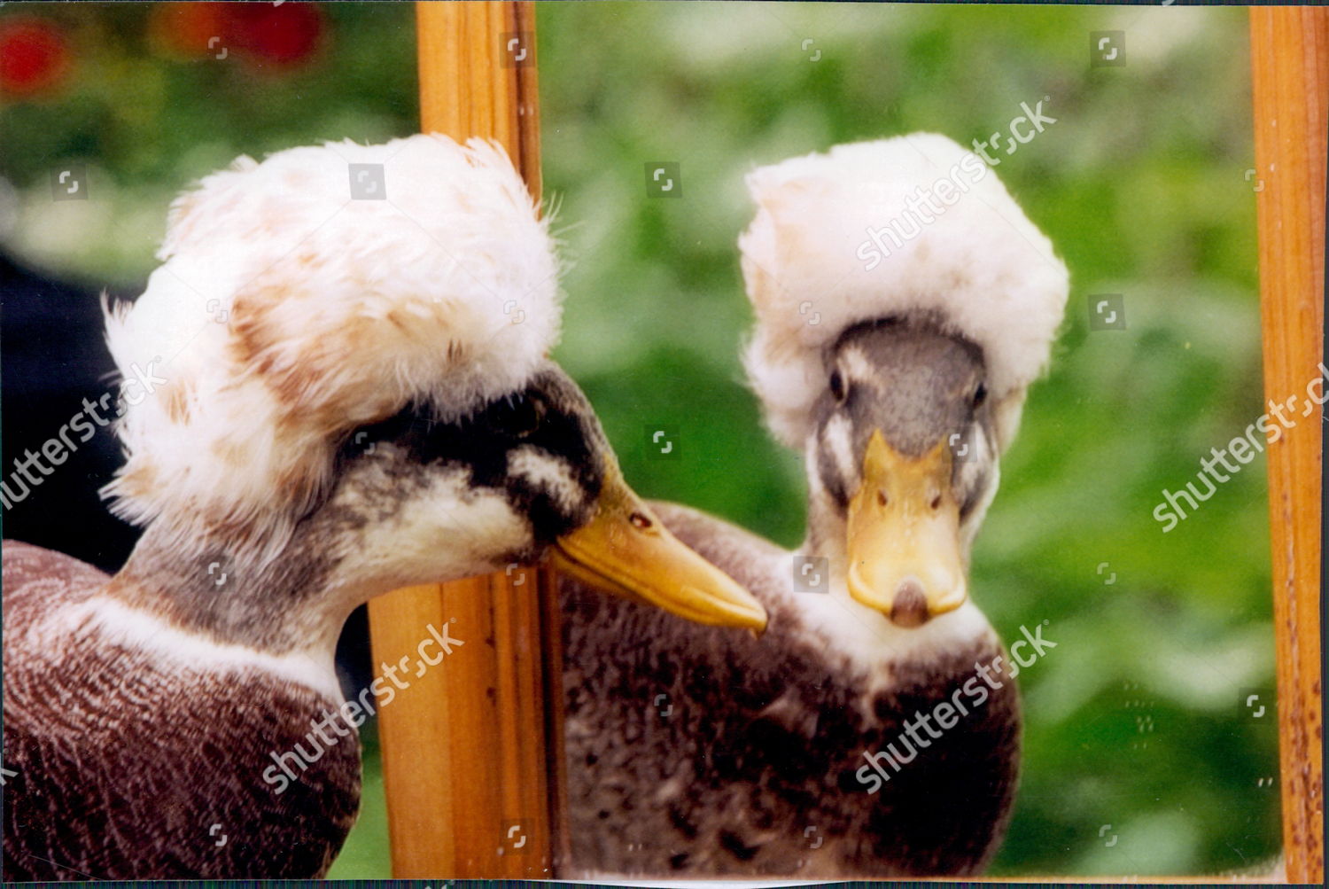 Editorial Who Is Looking Out For These >> Ducks Bred By Malcolm Hicks 16 His Editorial Stock Photo Stock Editorial Who Is Looking Out For These >> Ducks Bred By Malcolm Hicks 16 His Editorial Stock Photo Stock