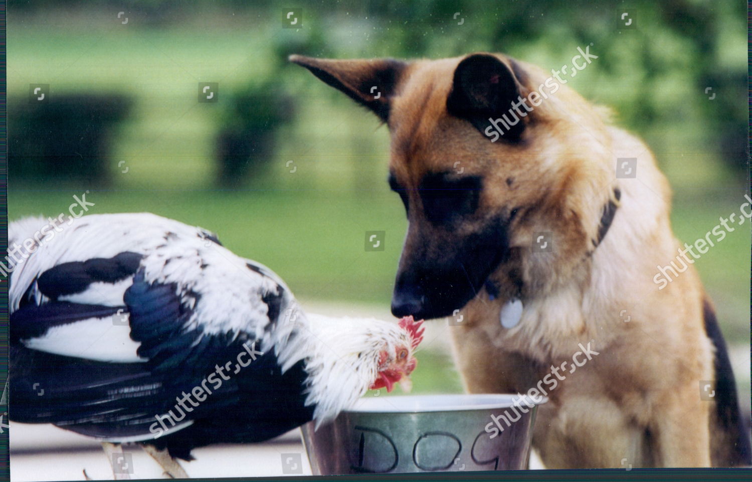 Sarnia Taz Share Drinking Bowl Chicken Dog Editorial Stock Photo