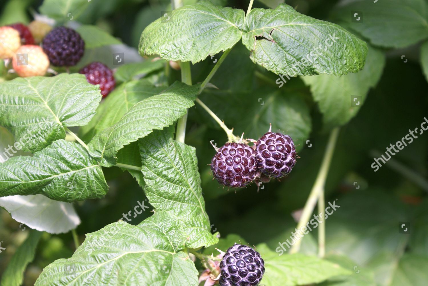 Mac Black Black Raspberries Growing Editorial Stock Photo - Stock Image ...