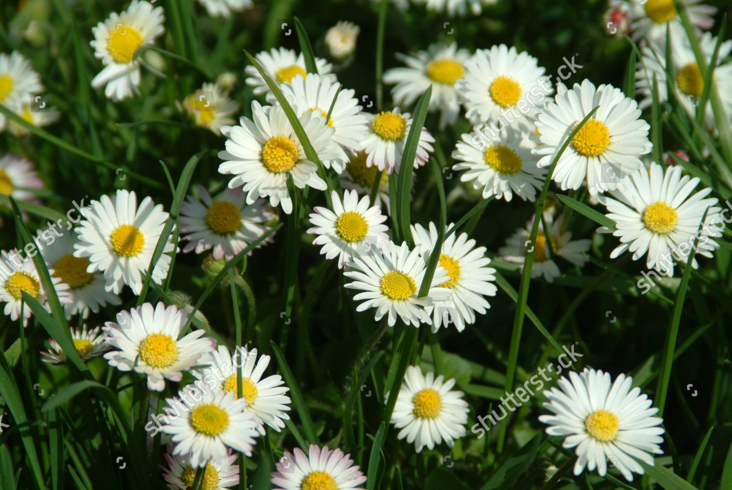 Common Daisy Bellis Perennis Medicinal Plant Editorial Stock Photo ...