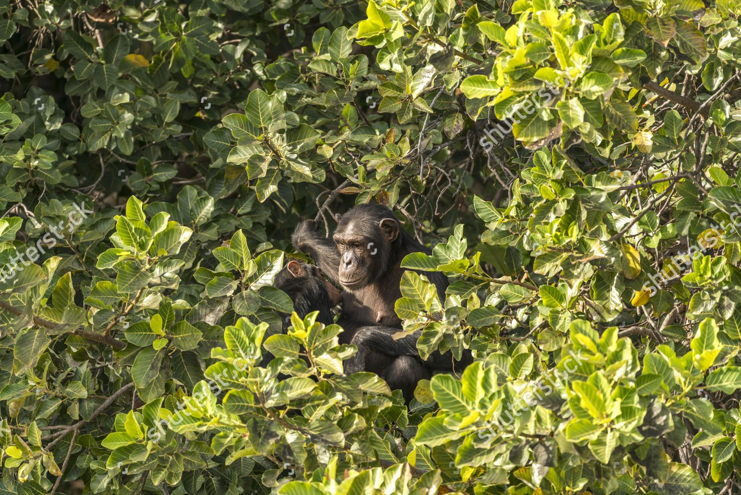 Female Chimpanzee Suckling Her Young Baboon Editorial Stock Photo