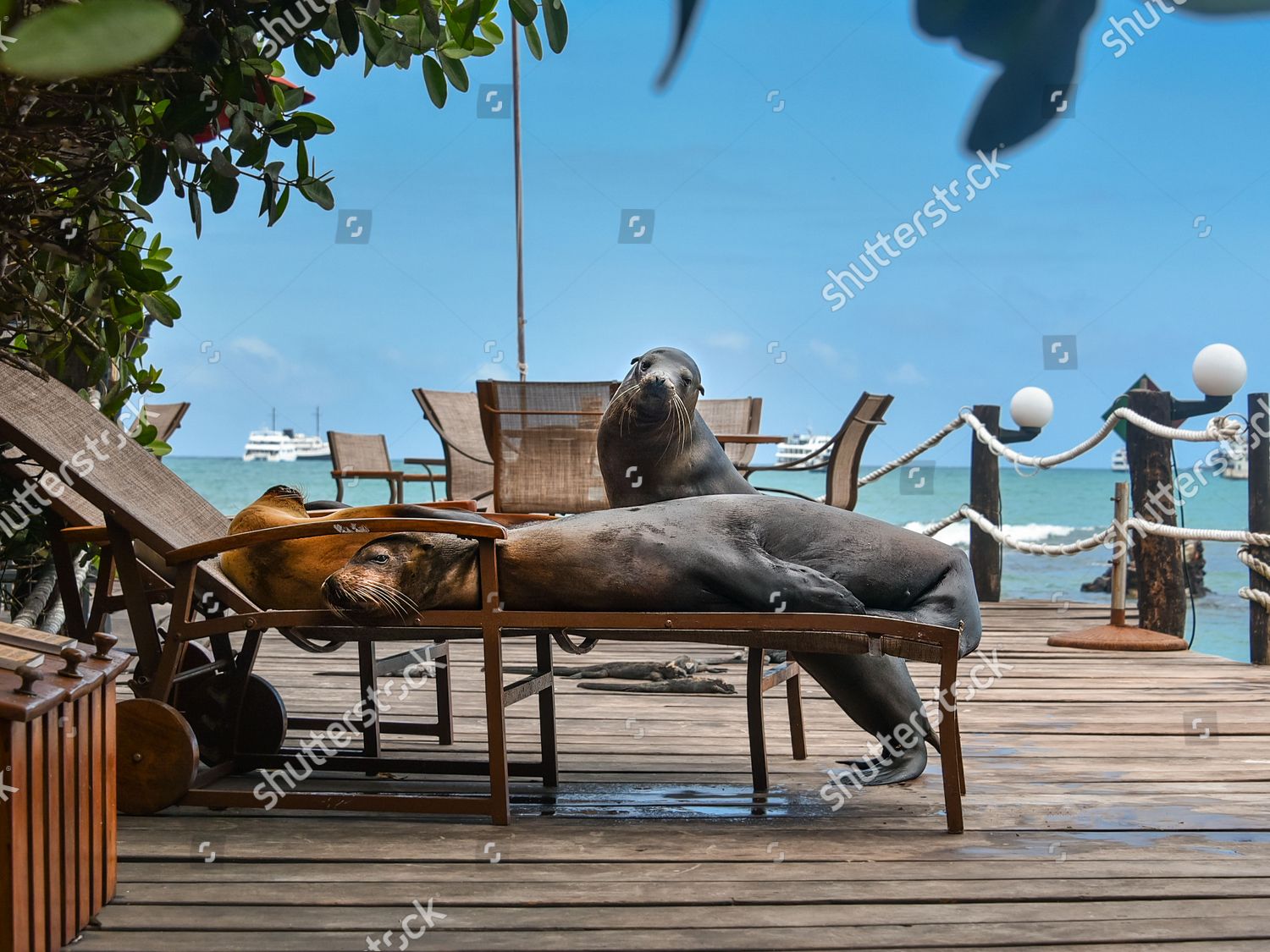 Sea Lioning Around Three Seal Lions Editorial Stock Photo - Stock Image