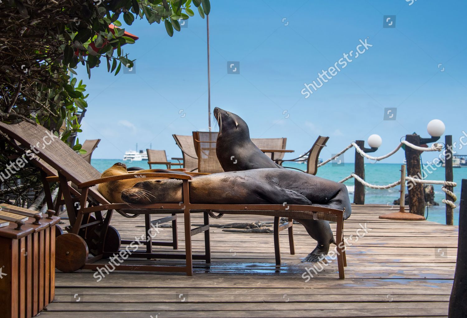 Sea Lioning Around Three Seal Lions Editorial Stock Photo - Stock Image