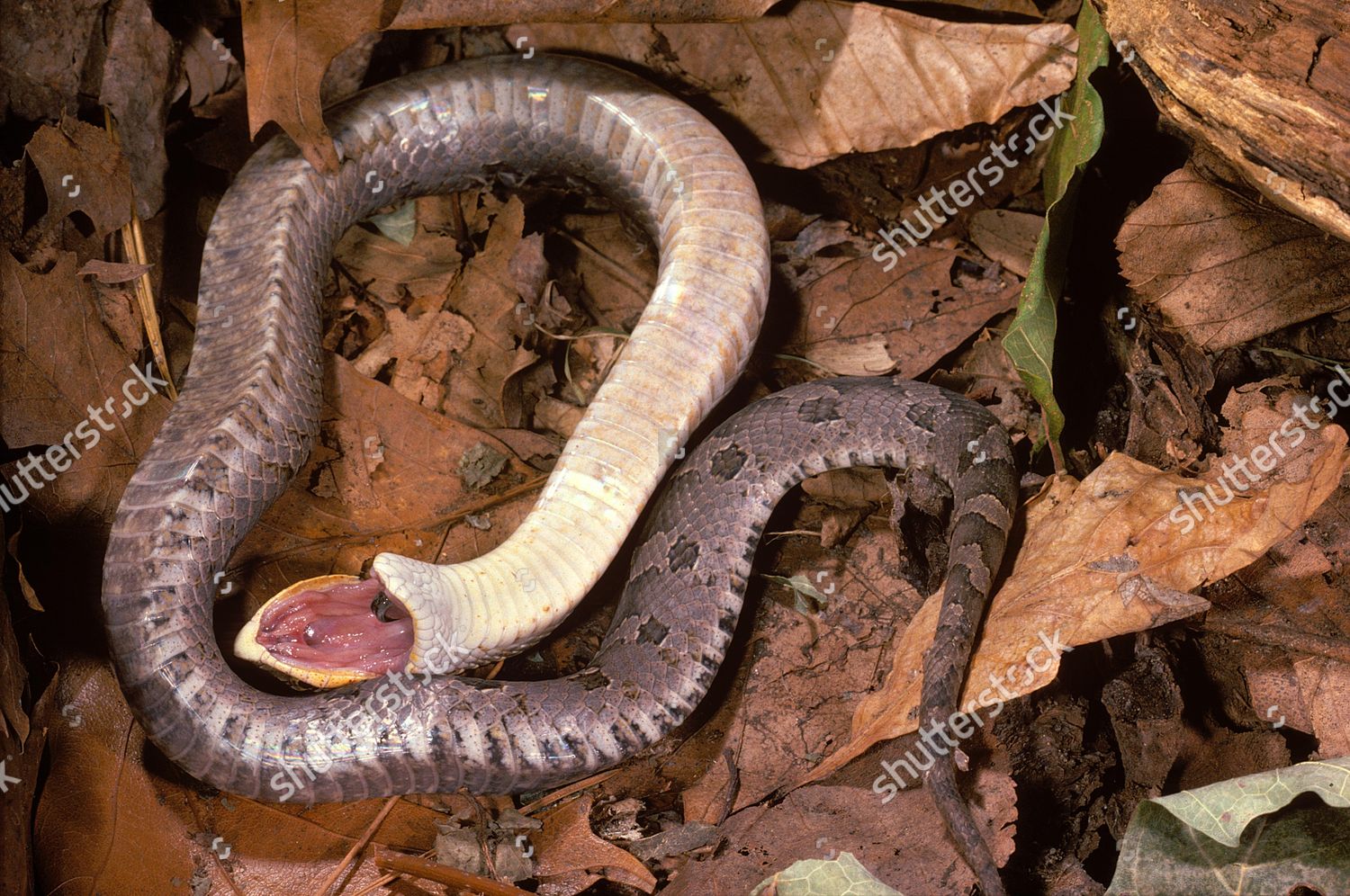 Eastern Hognosed Snake Playing Dead Heterodon Editorial Stock Photo