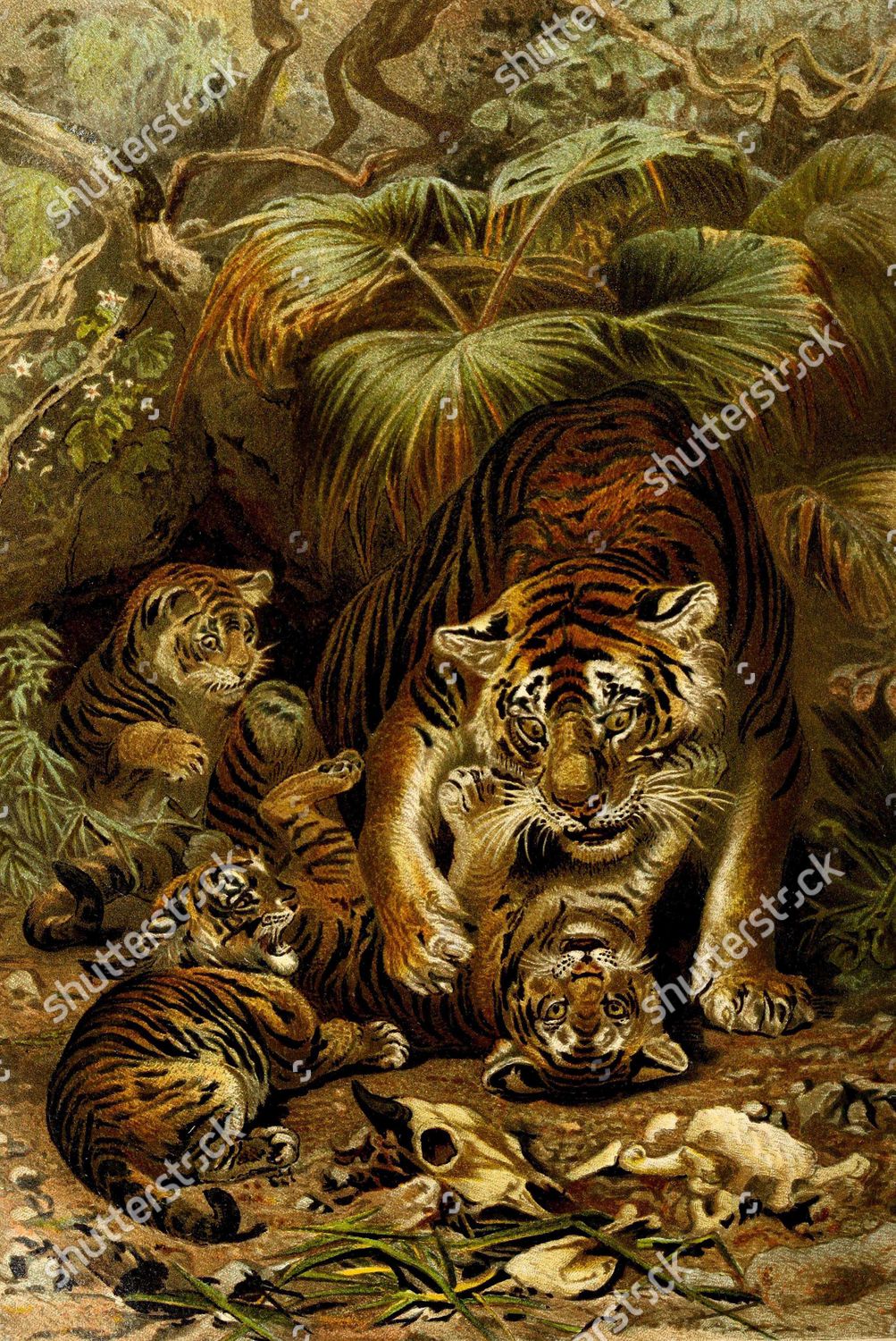 Tiger Panthera Tigris Digitally Restored Reproduction Editorial Stock ...