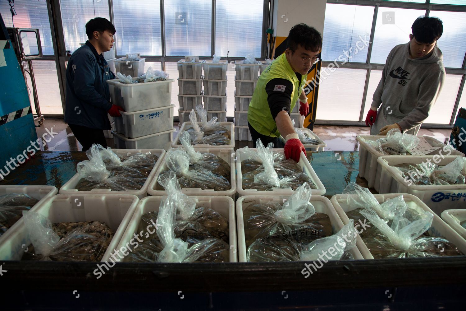 Oysters Arrive Auction Oyster Hanging Culture Editorial Stock Photo