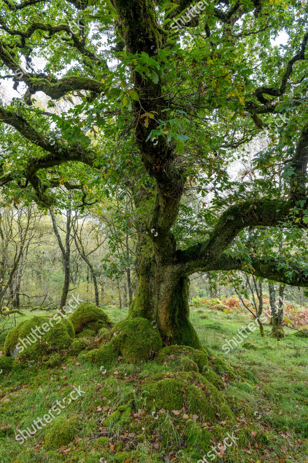 Oakwood Ariundle Oakwood National Nature Reserve Editorial Stock Photo ...