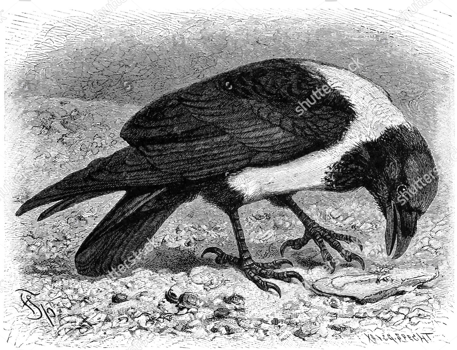 Bird Pied Crow Corvus Albus Historic Editorial Stock Photo - Stock