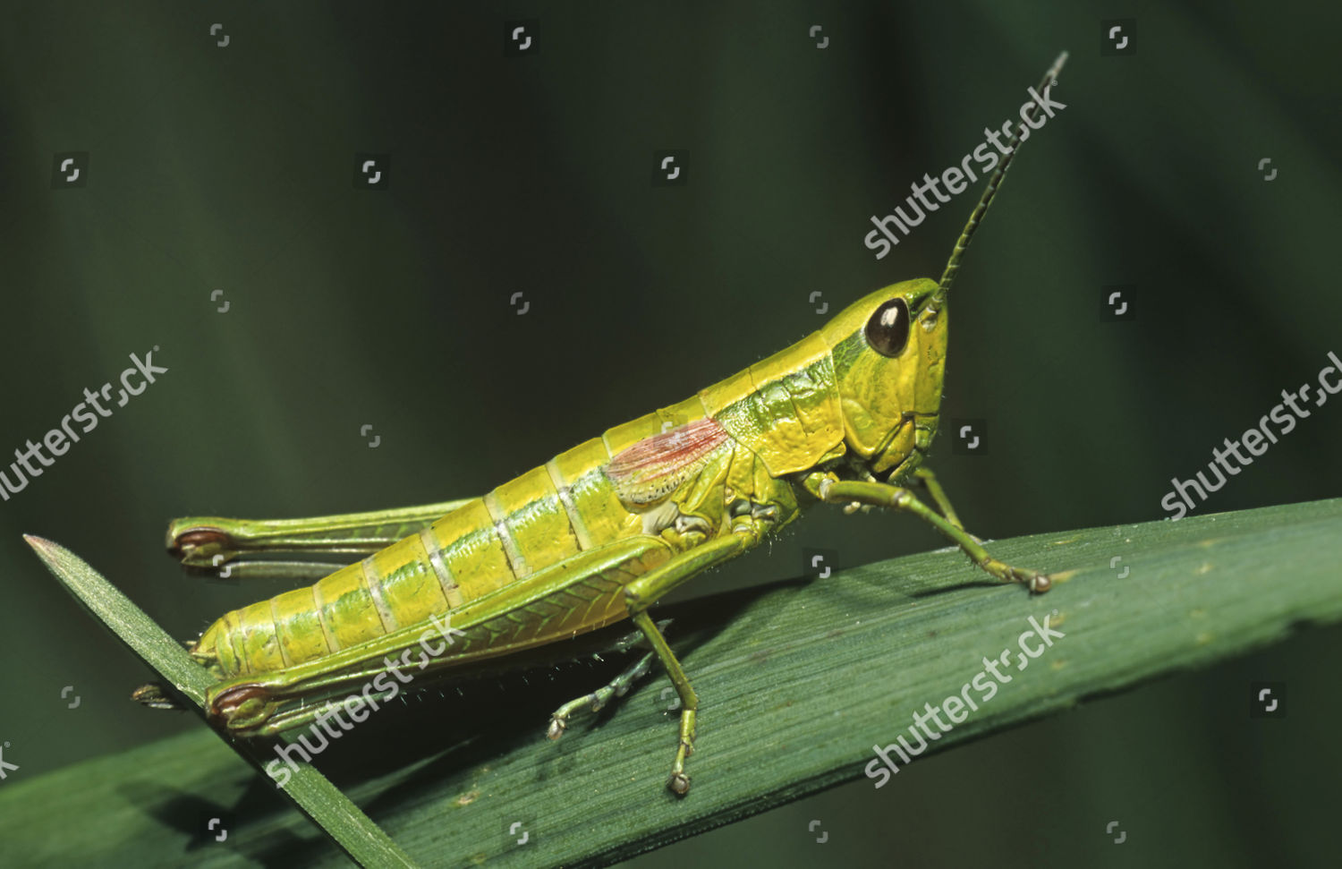 Large Gold Grasshopper Chrysochraon Dispar のエディトリアルストック写真 ストック画像 Shutterstock