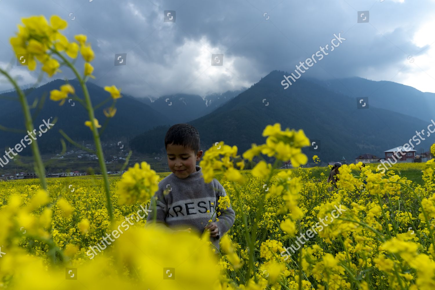 Ganderbal, India. 18th Mar, 2023. A kid picks flowers from a