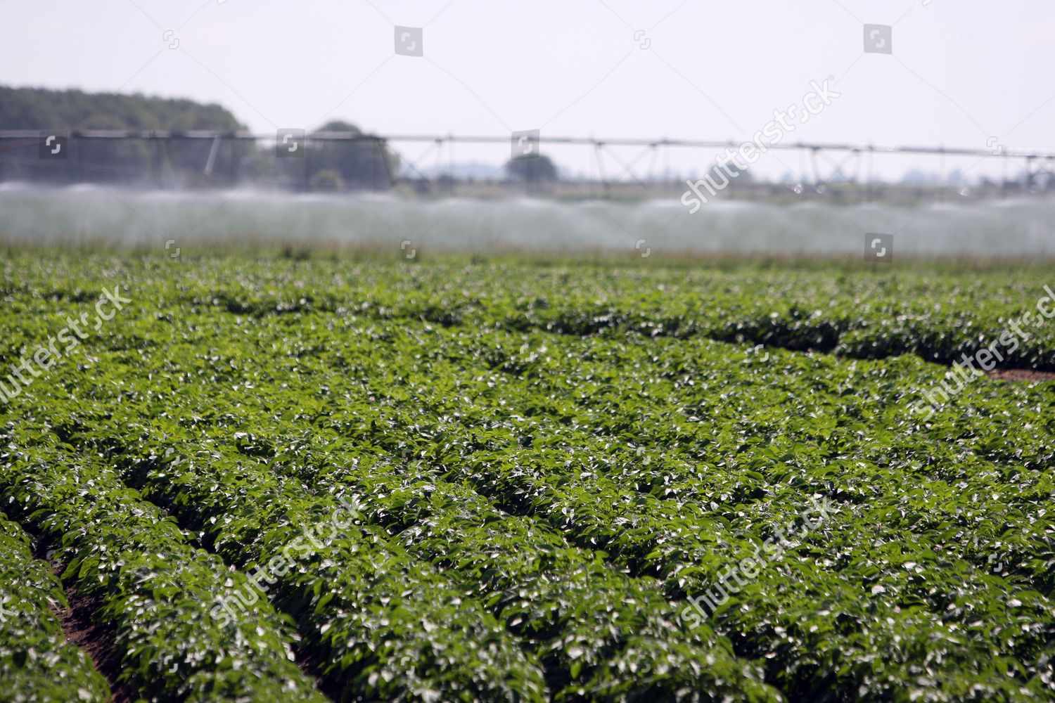 Crops Potatoes Sprayed Water Farm Norfolk Editorial Stock Photo Stock