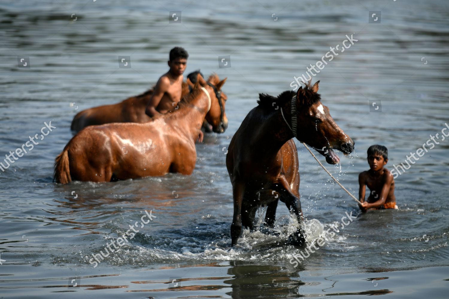 Children Bathe Horses Buriganga River Dhaka Editorial Stock Photo ...