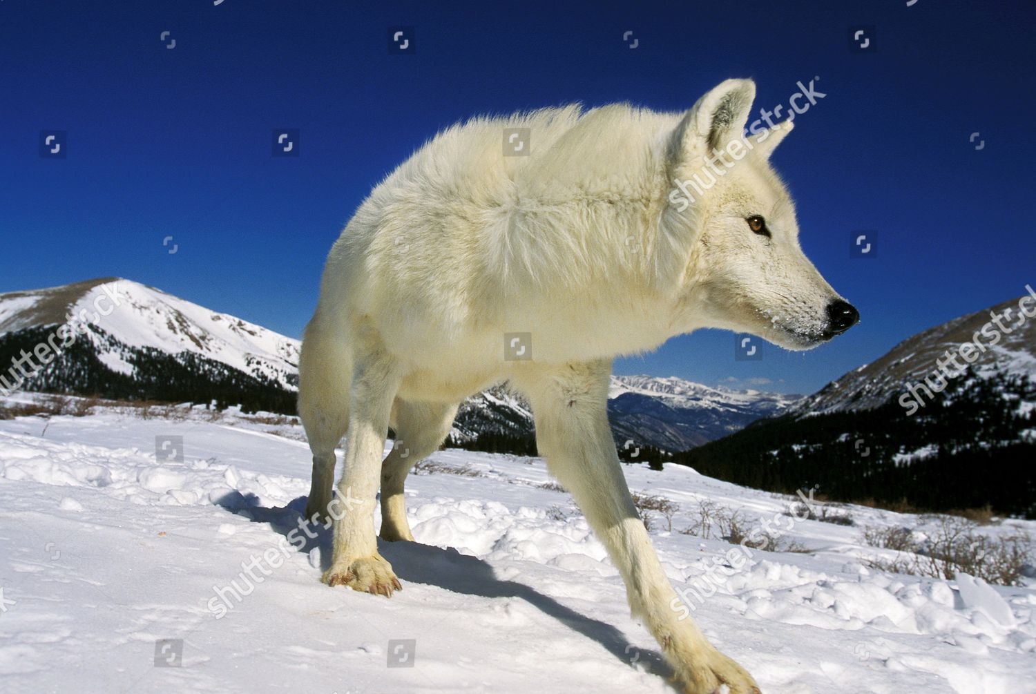 Arctic Wolf Canis Lupus Tundrarum Snow Editorial Stock Photo Stock Image Shutterstock