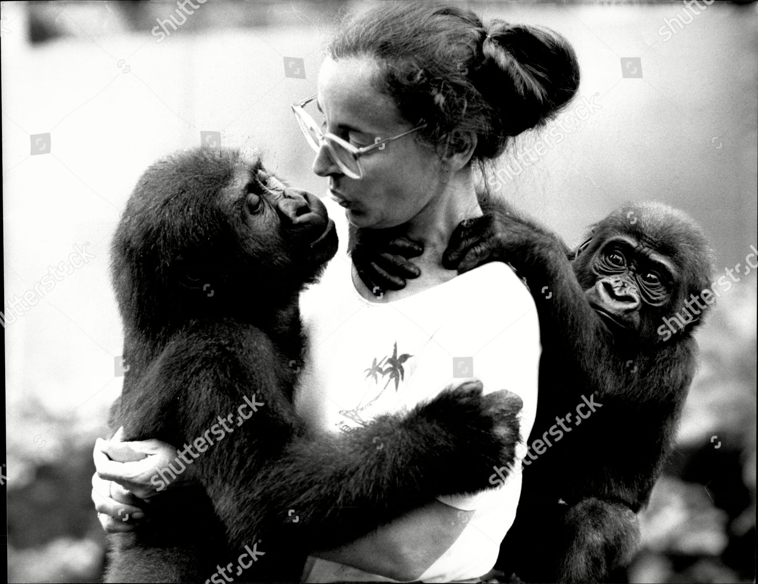 Yvette Leroy Looking After Gorillas She Editorial Stock Photo - Stock ...