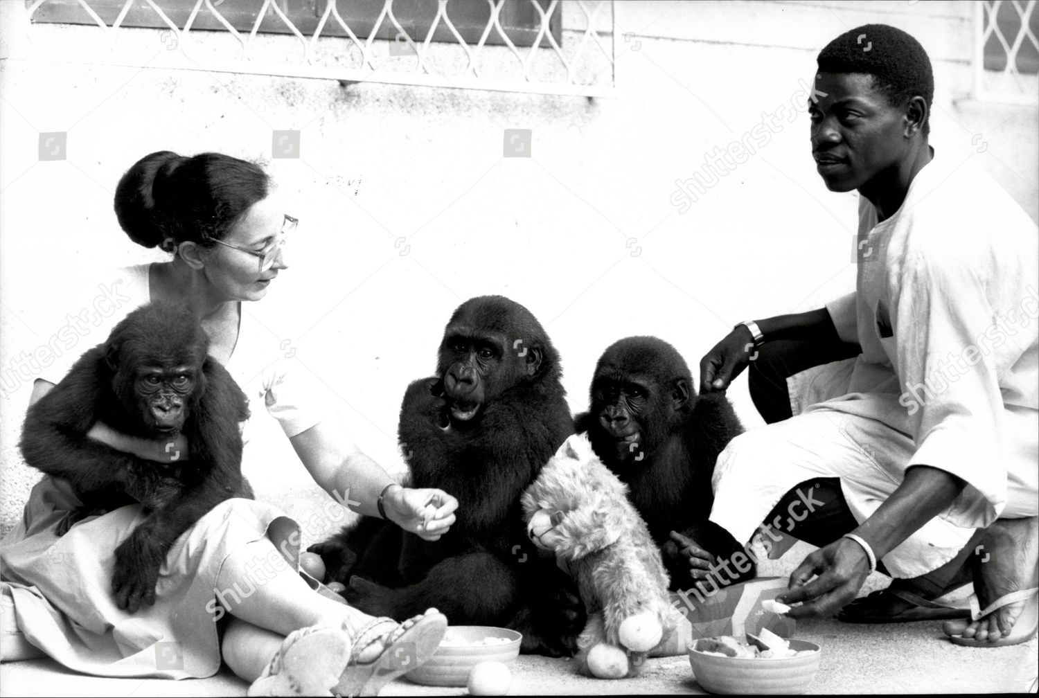 Yvette Leroy Looking After Gorillas Her Editorial Stock Photo - Stock ...