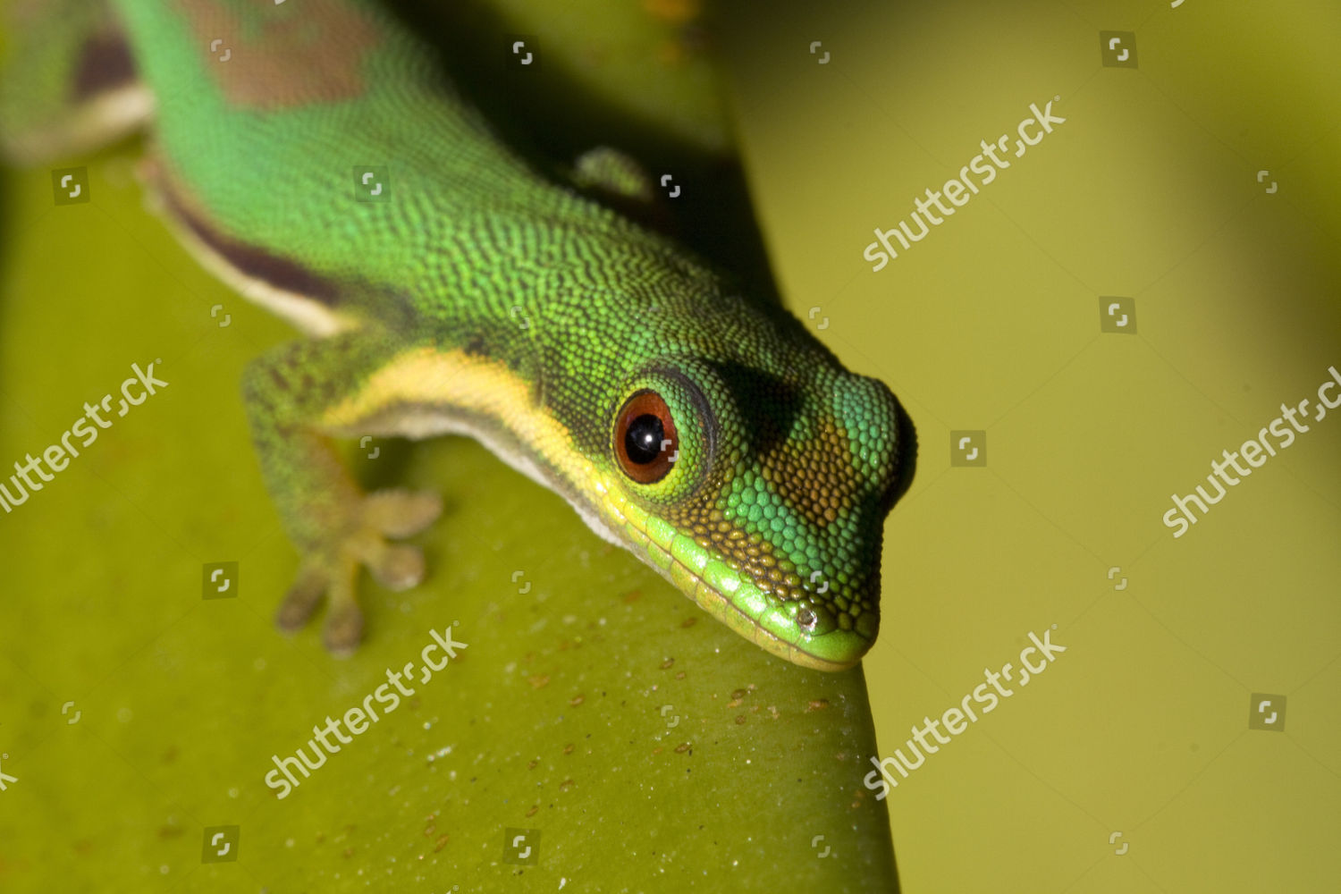 Lined Day Gecko Phelsuma Lineata Diurnal Editorial Stock Photo - Stock 