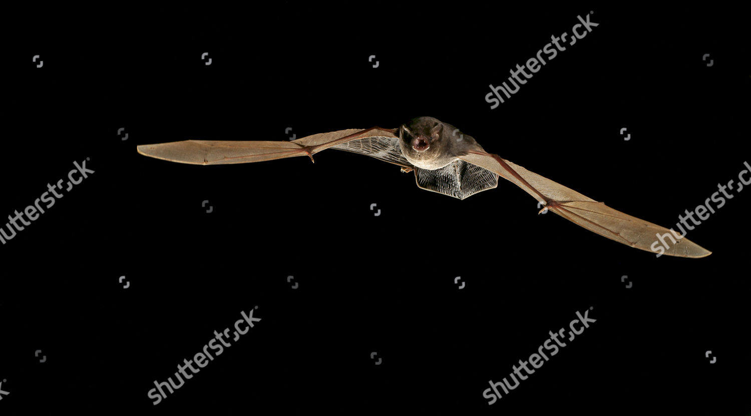 Common Bentwing Bat Schreibers Longfingered Bat Editorial Stock Photo ...