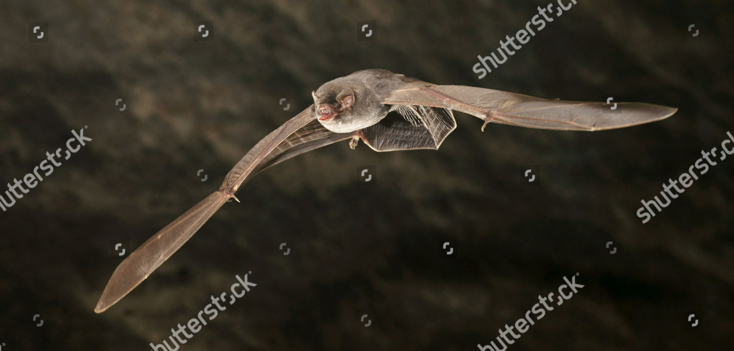 Common Bentwing Bat Schreibers Longfingered Bat Editorial Stock Photo ...