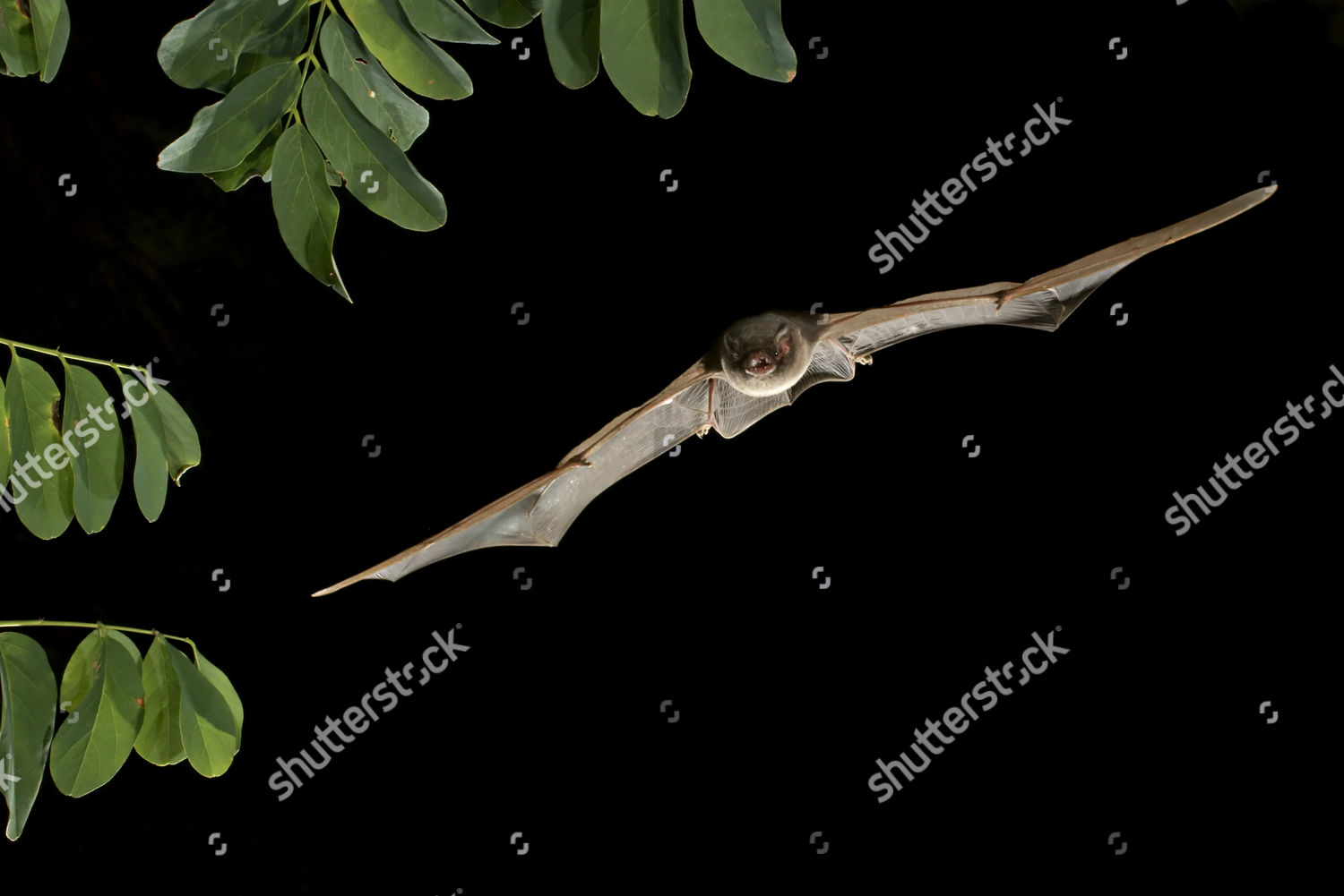 Common Bentwing Bat Schreibers Longfingered Bat Editorial Stock Photo ...