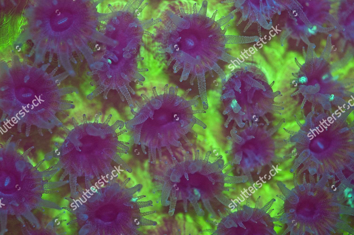 Great Star Coral Montastrea Cavernosa Grand Editorial Stock Photo ...