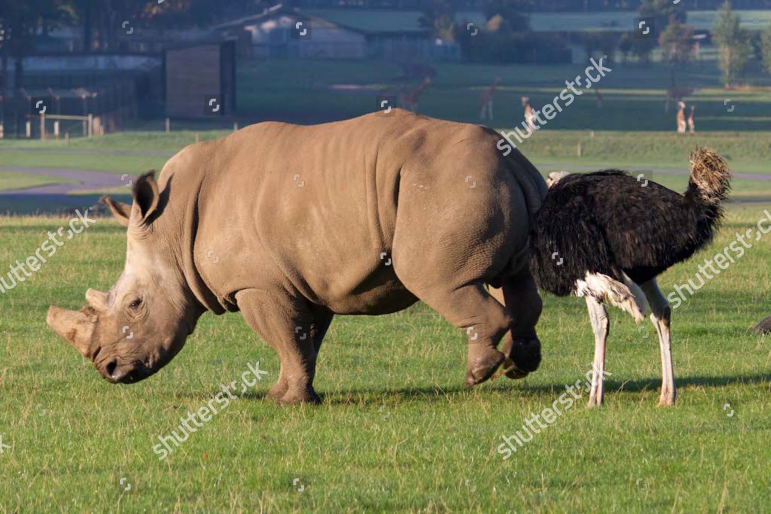 носорогу в жопе голова фото 3