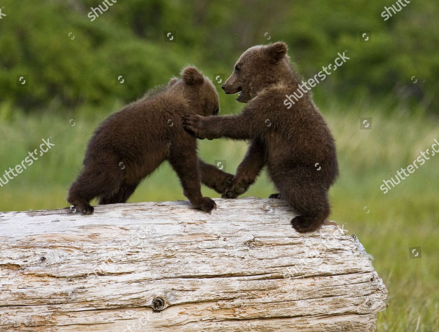 baby grizzly bear fighting