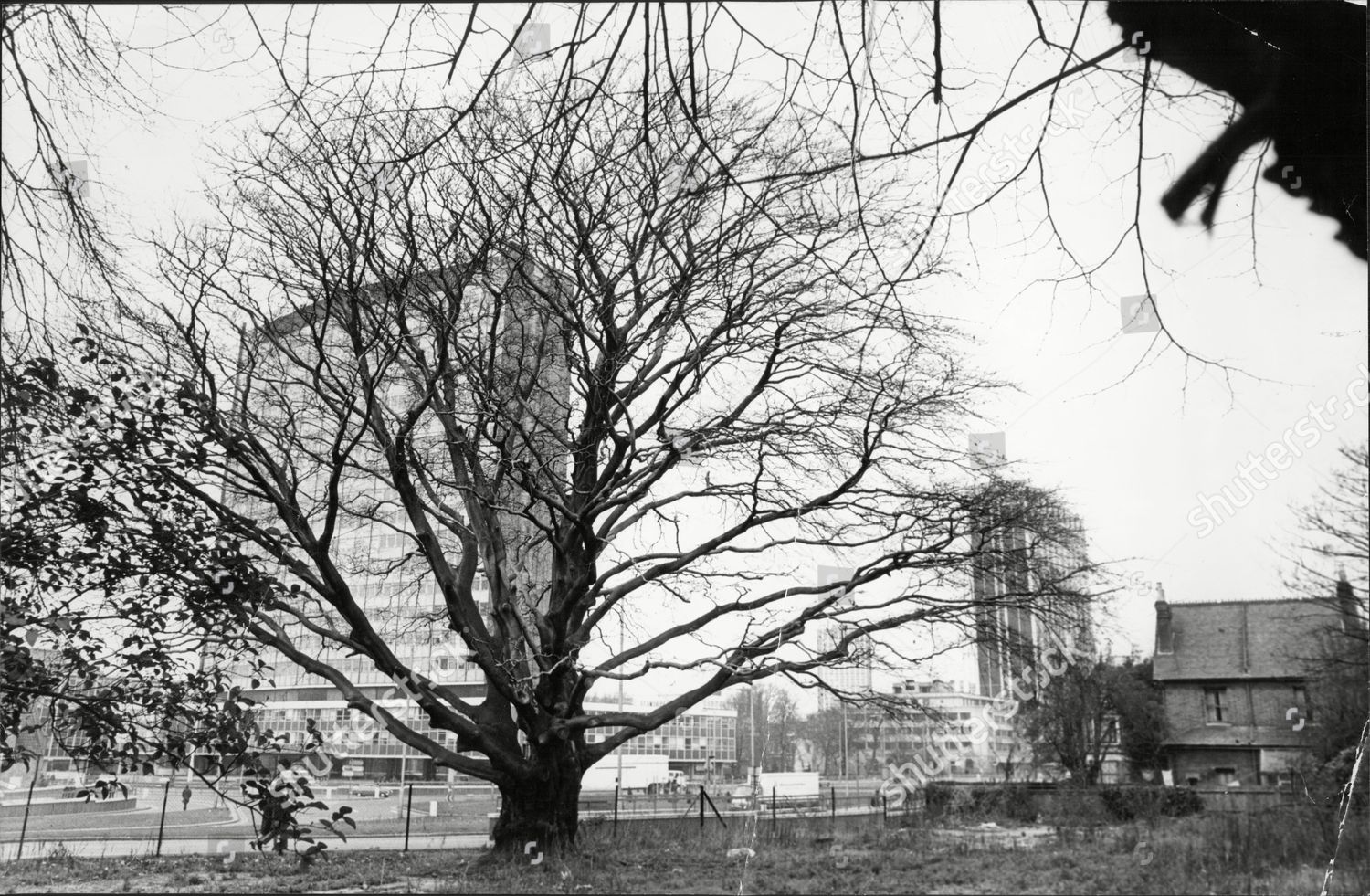 200 Year Old Copper Beech Tree Editorial Stock Photo Stock Image Shutterstock