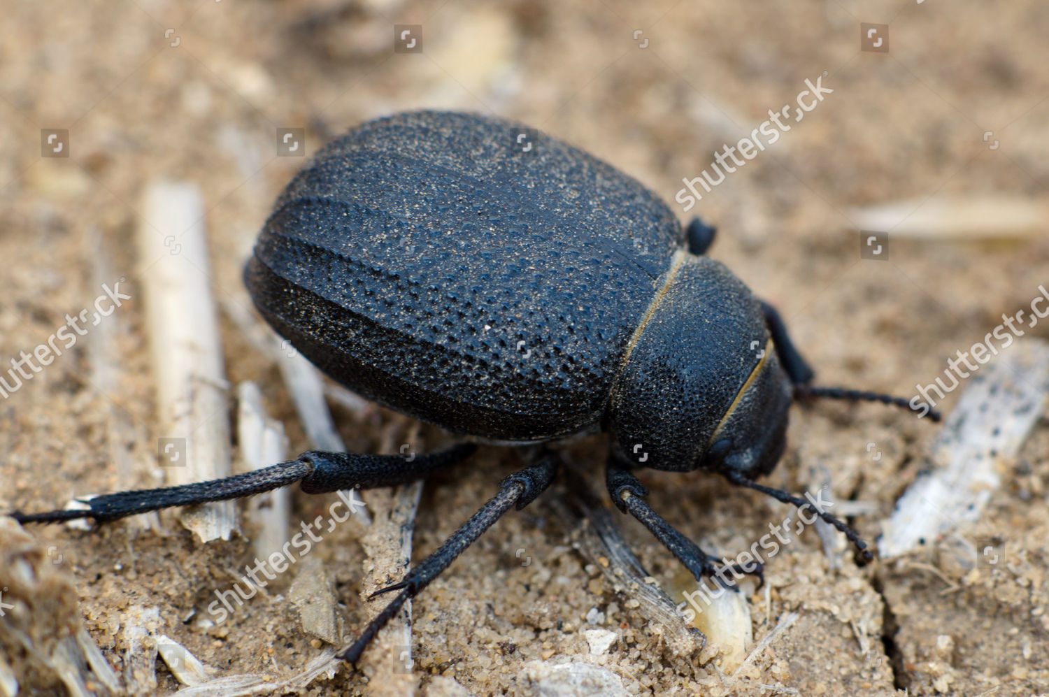 Namib Desert Beetle Editorial Stock Photo - Stock Image | Shutterstock