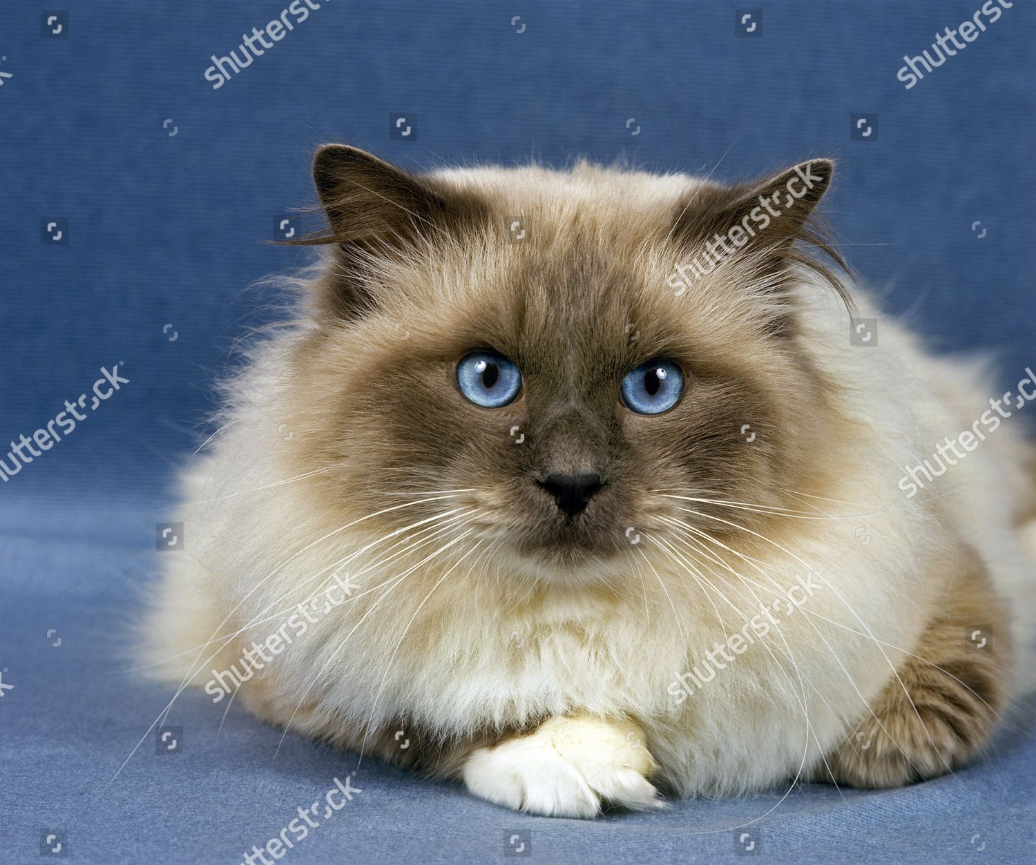 Birmanese Cat Editorial Stock Photo - Stock Image | Shutterstock