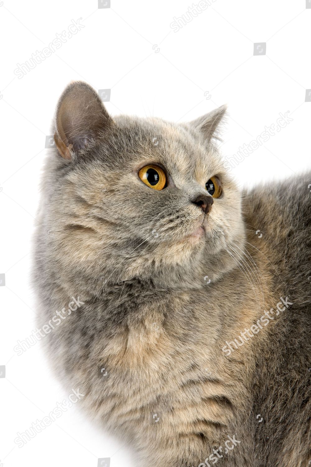 Blue Cream British Shorthair Cat Female Against Editorial Stock