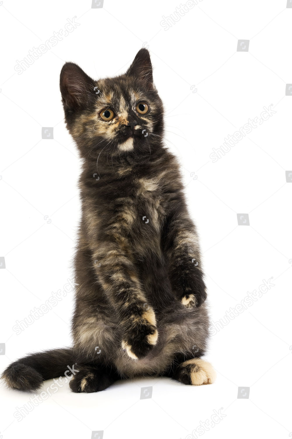 Black Tortoiseshell British Shorthair Kitten Playing Against