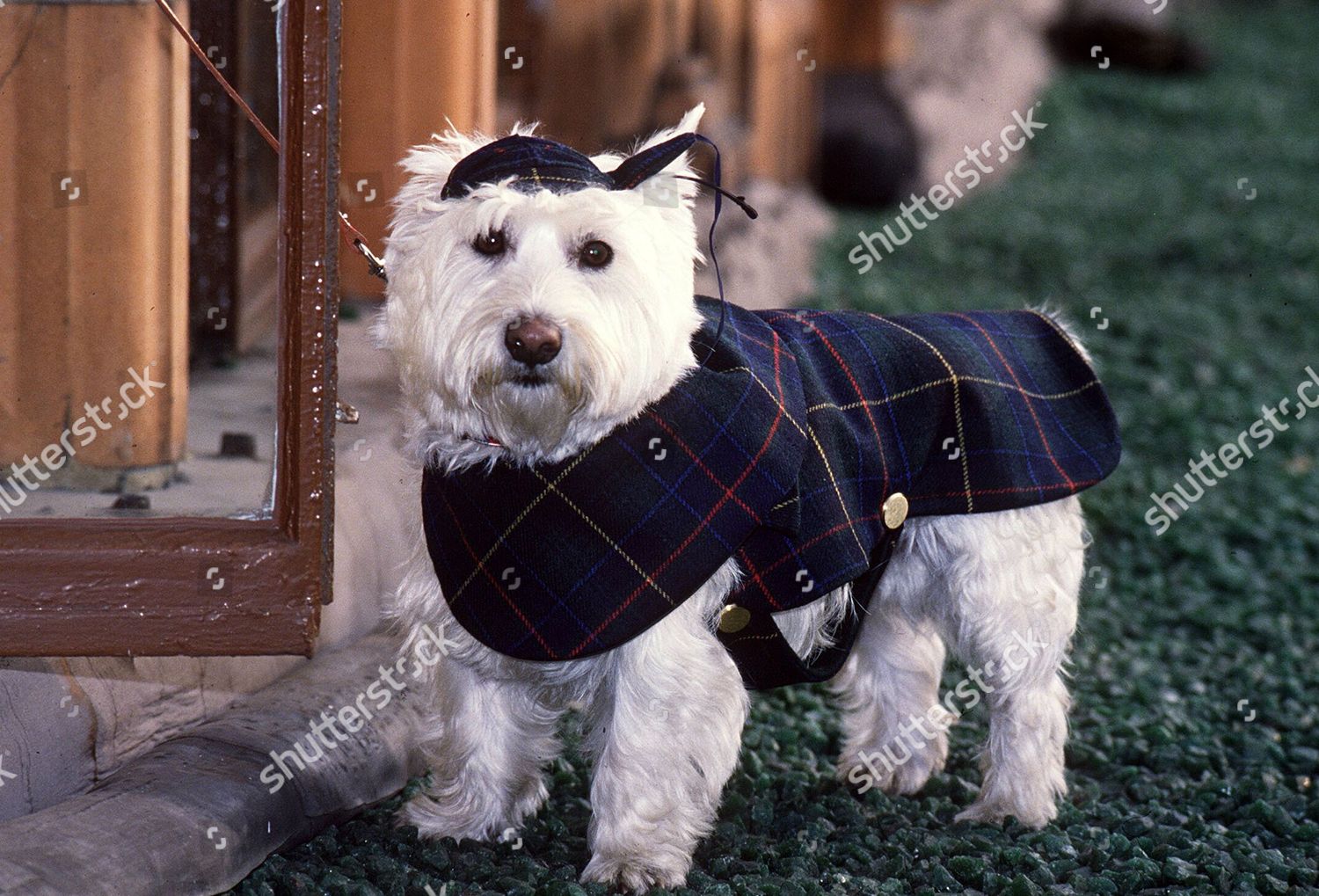 BURBERRY DOG COAT Editorial Stock - Stock Image Shutterstock