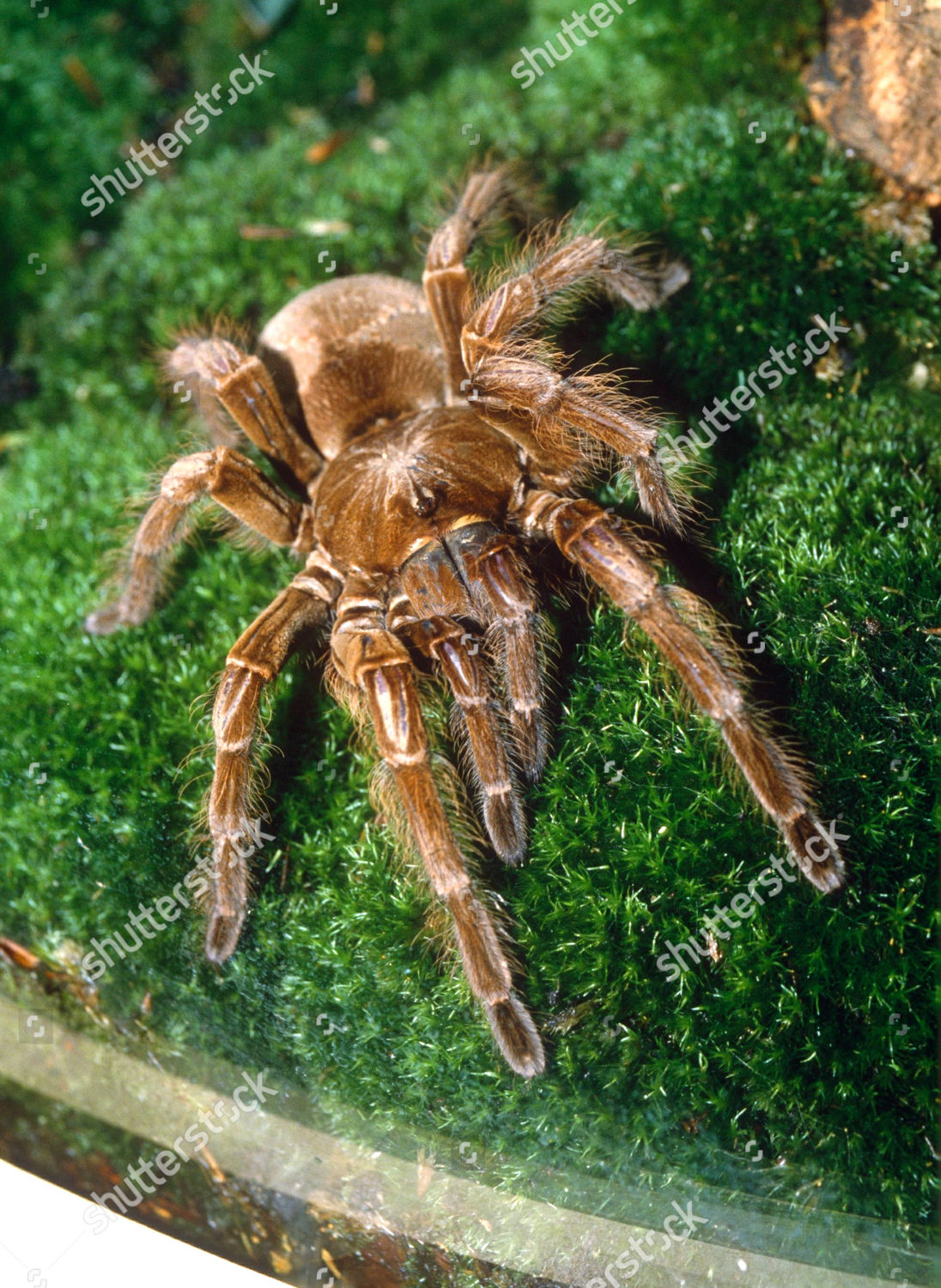 Spider Editorial Stock Photo Stock Image Shutterstock