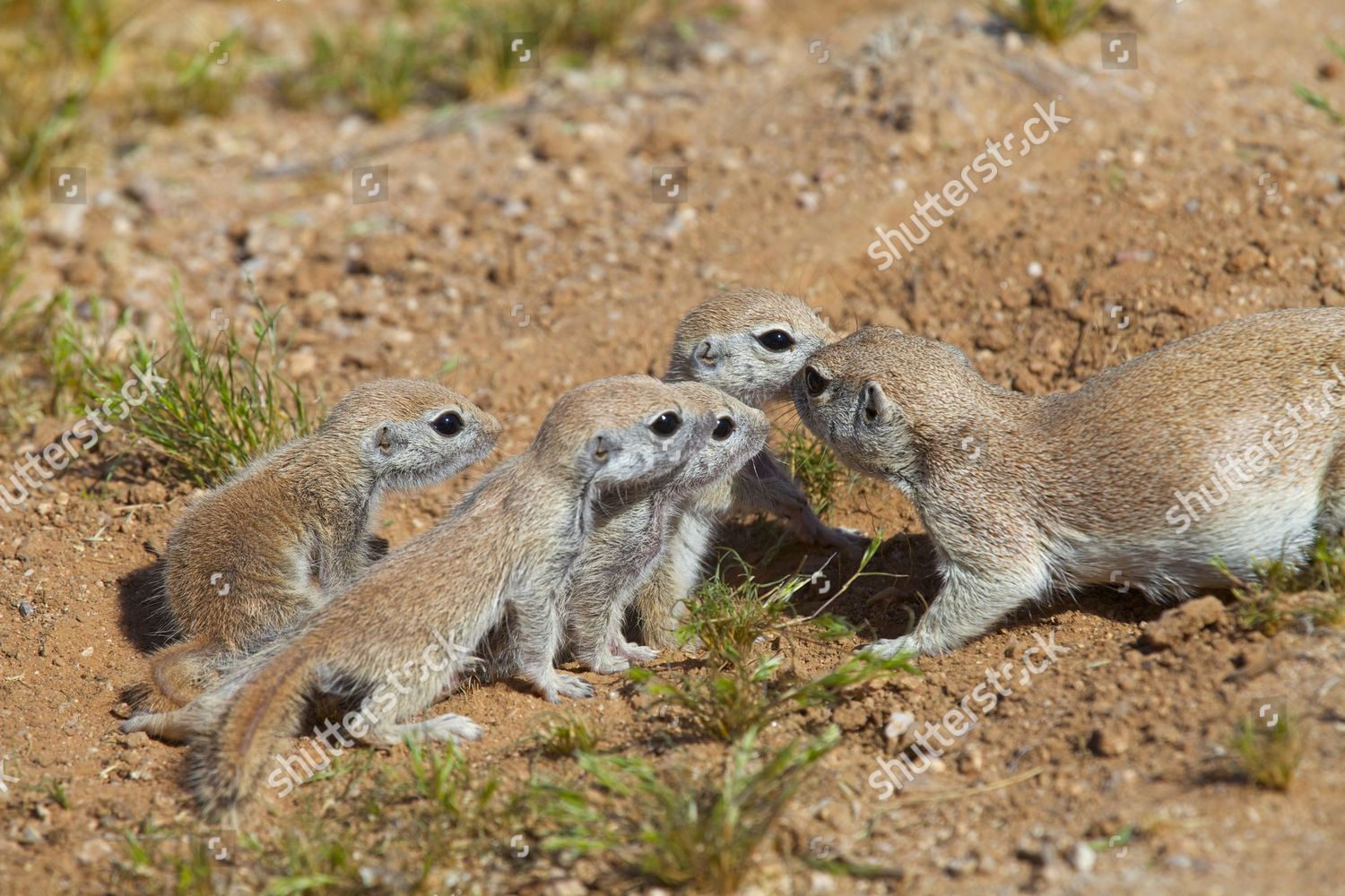 Baby Round Tailed Ground Squirrels Adult R Editorial Stock Photo Stock Image Shutterstock