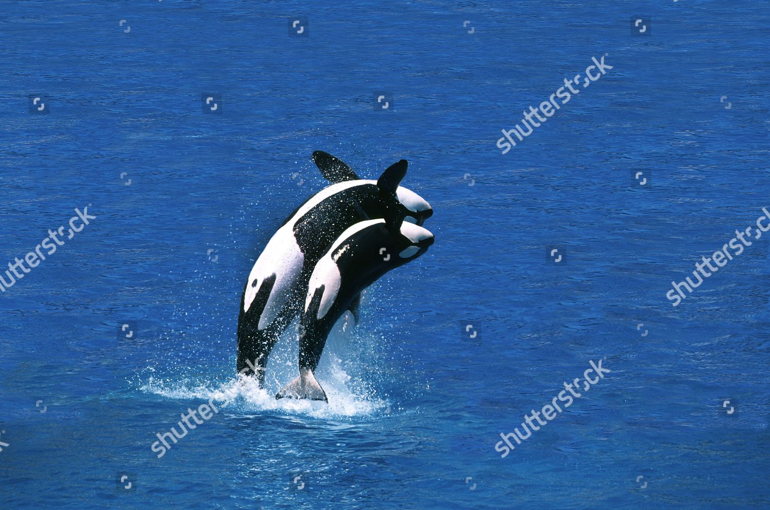 Killer Whale Orcinus Orca Female Calf Editorial Stock Photo - Stock ...