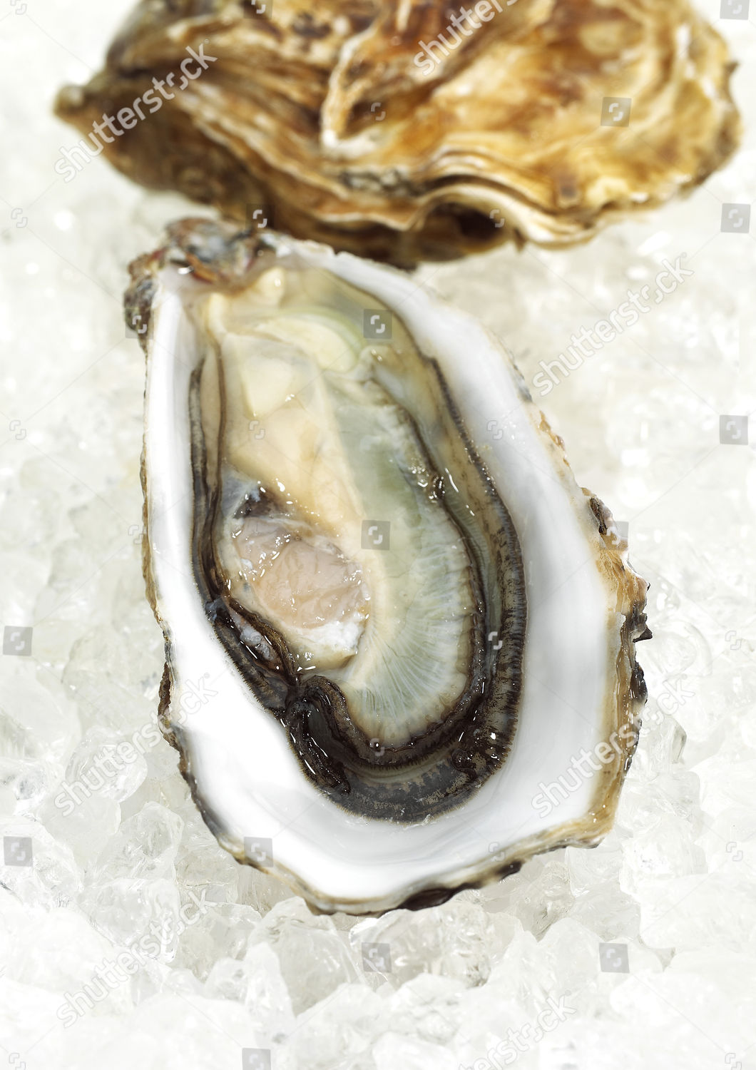 French Oyster Marennes Doleron Ostrea Edulis Editorial Stock Photo ...
