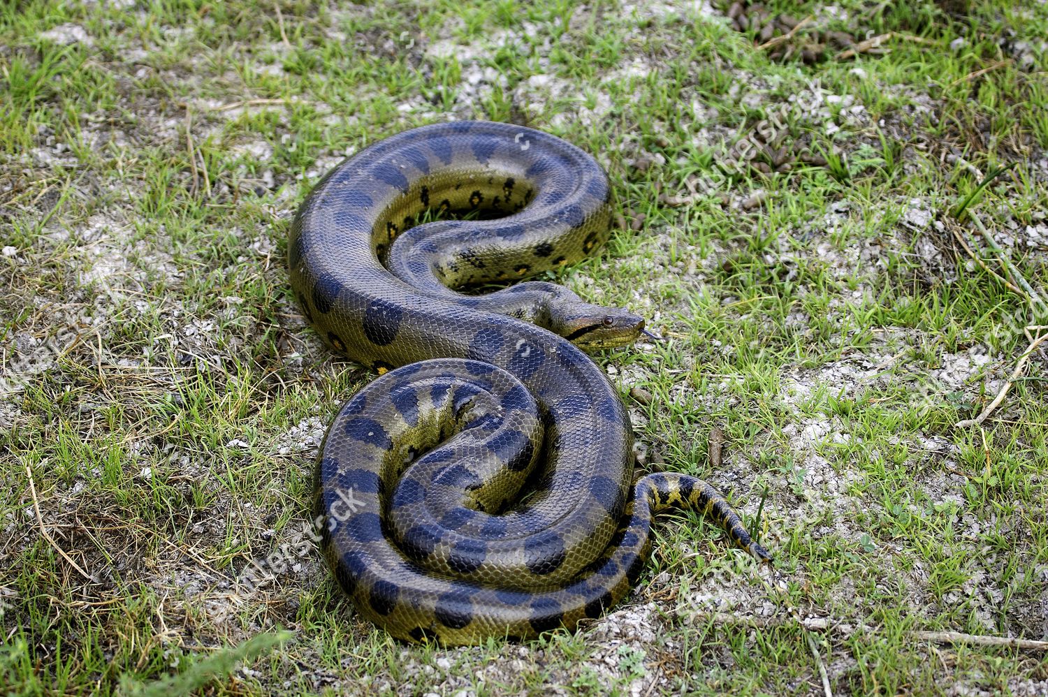 Green Anaconda Eunectes Murinus Adult Standing Editorial Stock Photo ...