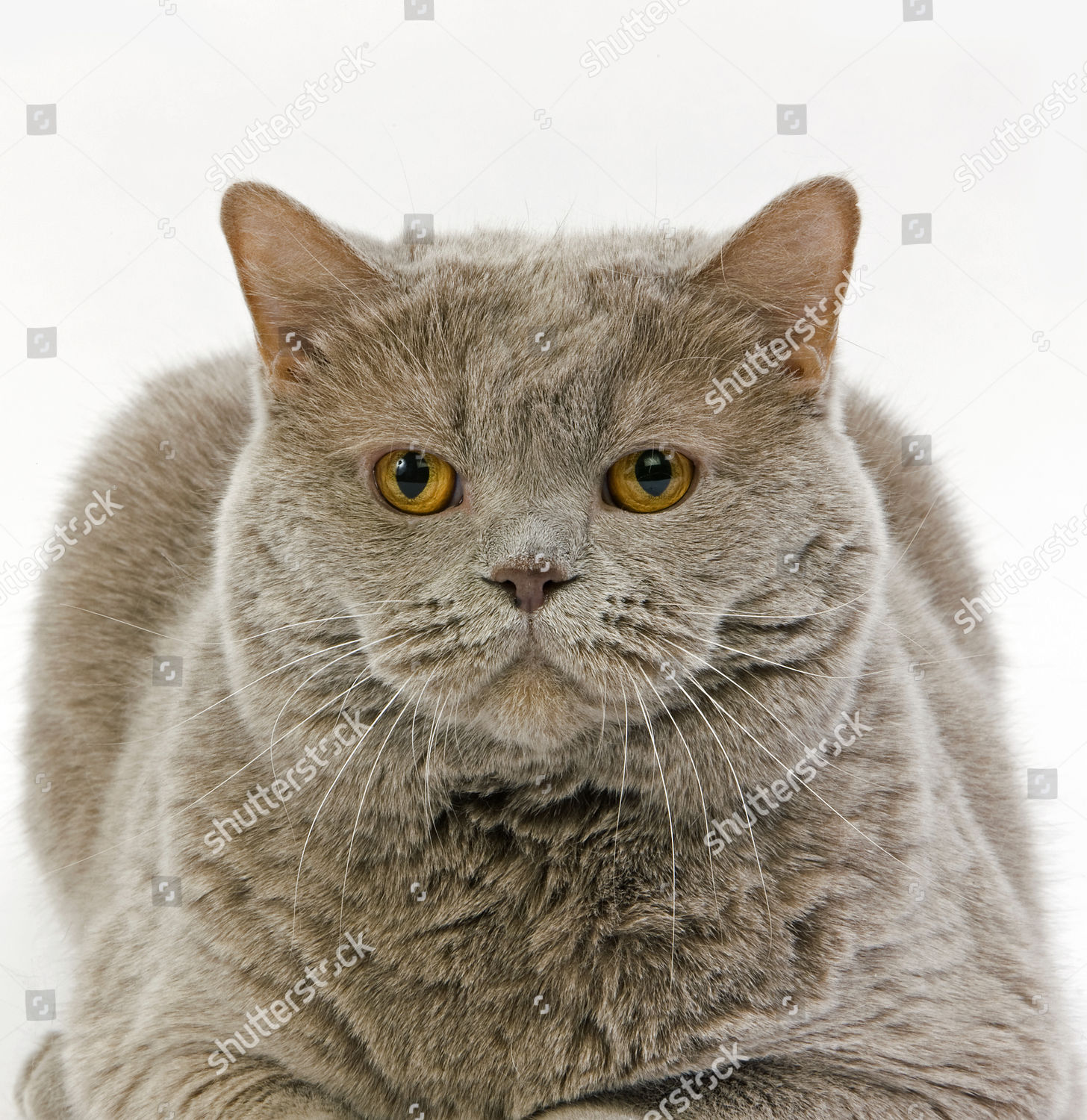 Lilac Self British Shorthair Domestic Cat Female Editorial Stock