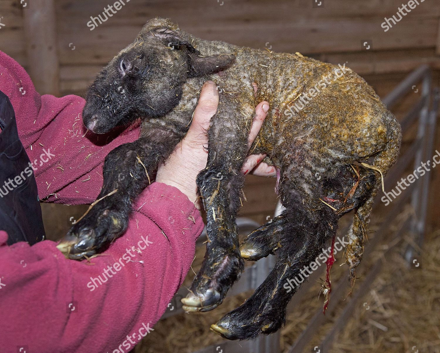 Dead Lamb Suffering Effects Schmallenberg Virus Editorial Stock Photo