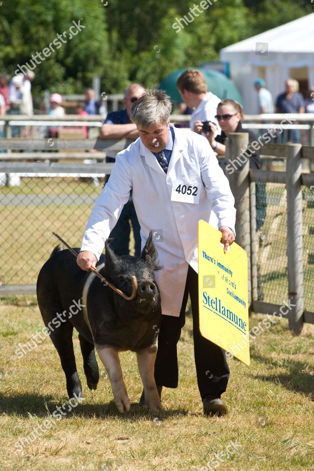 Stockman Showing Pig Suffolk Agricultural Show Editorial Stock Photo