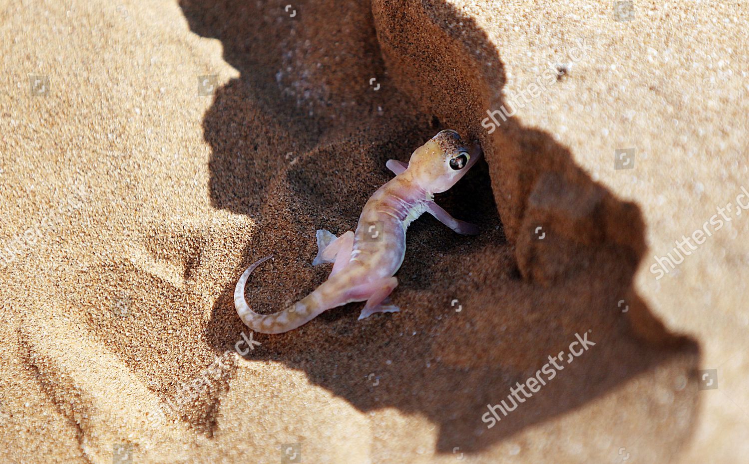Palmato Gecko Digging Hole Near Swakopmund Editorial Stock Photo Stock Image Shutterstock