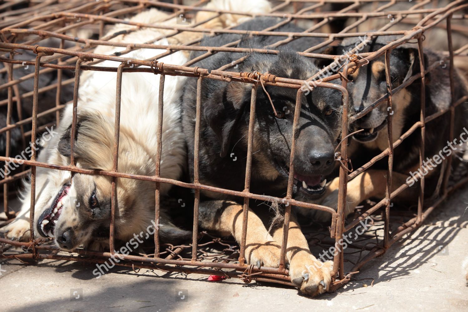 dog caged