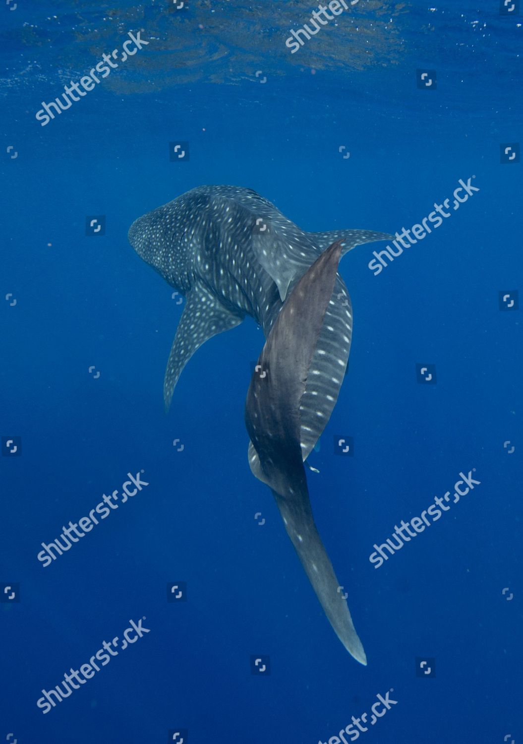 Swimming Whale Sharks Editorial Stock Photo Stock Image