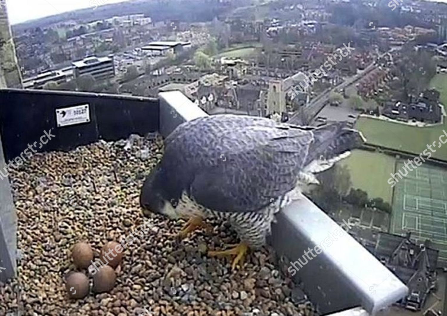 One Peregrine Falcon Parents Four Eggs Editorial Stock Photo