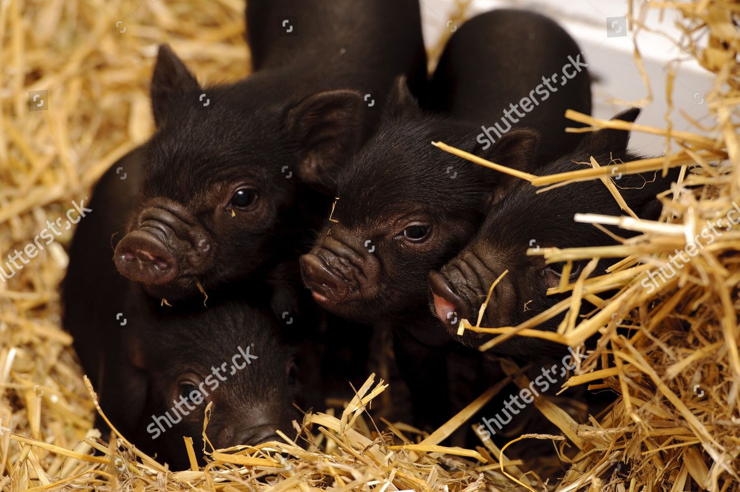 Micro Pigs Editorial Stock Photo Stock Image Shutterstock   Shutterstock 1711462y 